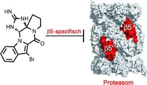 Draufsicht auf das proteasom oben. Indolo Phakelline Als B5 Spezifische Nichtkovalente Proteasom Inhibitoren Beck 2015 Angewandte Chemie Wiley Online Library