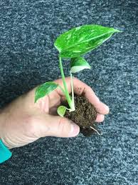 Monstera Deliciosa Thai Constellation Variegated Monstera Plant Padded Envelope Shipping Inc Monstera Deliciosa Monstera Plants