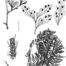 Image result for Lindsaeaceae