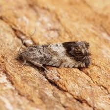 Image result for Cydia splendana