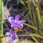 Image result for Aristea abyssinica