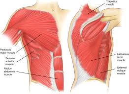 We began our journey towards the muscles today. Costochondritis Chest Wall Pain Rib Injury Clinic