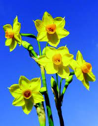 Soleil D Or Narcissus A Truly Historical Scillonian Flower And The Perfect Icon To Be Recreated In Silver Daffodils Flowers Narcissus