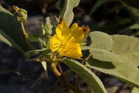Image result for Melhania acuminata