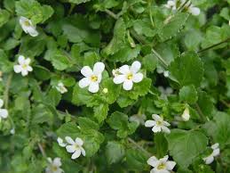 Image result for Bacopa floribunda