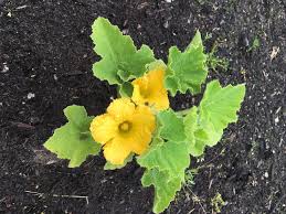 Check spelling or type a new query. Are Kabocha Squash Not Supposed To Be A Vine Or Gardening