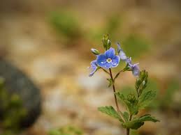 Modře se na nás usmívá snad ze všech okolních luk, jedna z nejkrásnějších kytiček, podobný mé milované pomněnce. I60 Cz