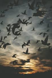 Birds Chirping In The Morning Islam Birds Photography Nature Nature Photography