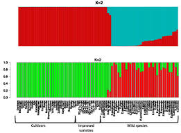 Image result for Eragrostis botryodes