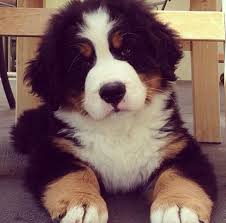 Bernese Mountain Dog Puppy Black And White The Bernese Mountain Dog Is A Large Heavy Dog With A Distinctive Tri Colored Coat Black With White Chest And Bernese Mountain Puppy Dogs Bernese Mountain Dog