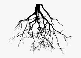 We did not find results for: Collection Of Png Roots Png Clipart Transparent Png Is Free Transparent Png Image To Explore More Similar Hd Im Tree Tattoo Tree Roots Black And White Tree