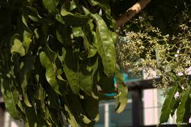 Image result for Nuxia floribunda