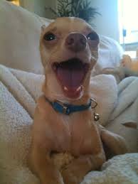 2024 lombard st san francisco ca 94123. Marina Pet Hospital 358 Reservation Rd Marina Ca Veterinarians Mapquest