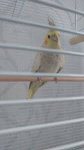 Very tame, sweet natured bird in excellent health. Any Way To Tell Age Or Sex Just Bought From A Pet Shop And The Guy Said He Thinks Around 12 Weeks Old Cockatiel