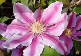 Clematissen behoren tot de zogenaamde bosranken, u vindt ze in het wild in oude bossen waar ze met hun rankenstelsel hele bouwsels kunnen vormen. Clematis Hoe En Wanneer Clematissen Snoeien Praktische Tips