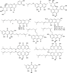 Image result for Vismia orientalis