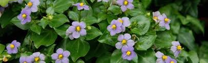 We did not find results for: Caring For Indoor Flowering Plants Melinda Myers