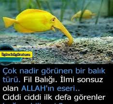 Aree Adli Kullanicinin Guzel Soz Panosundaki Pin 2020 Fotograf Hayvan Sevimli Hayvan Yavrulari