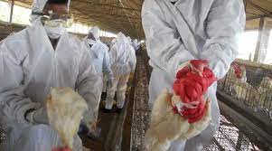 21, 2014, file photo, slaughtered chickens are displayed for sale at a wholesale poultry market in shanghai. Bird Flu Maharashtra Confirms Cases Of Bird Flu 800 Birds Dead In 2 Days Cm Uddhav Thackeray Calls For Urgent Meeting