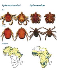 Image result for Humularia reekmansii