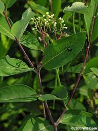 See this plant in the following landscapes: Some Great Plants For Attracting Butterflies In Central Nc