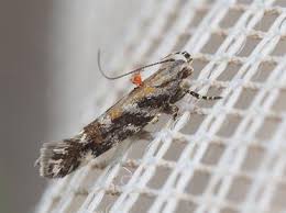 Image result for Ericinella