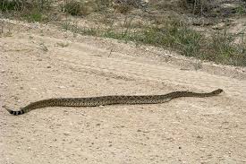 Although there are 50 species of snakes in the sunshine state, there are only six that are venomous to humans. Summer Sunshine Brings Snakes To Surface Texas Farm Bureau