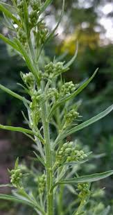 Image result for Erigeron sumatrensis