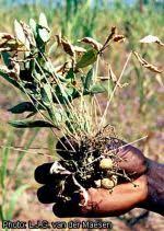 Image result for Vigna subterranea