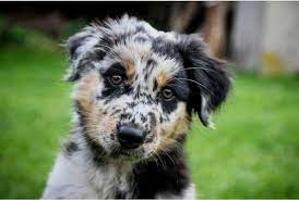 Vet Recommended Pet Products At Low Prices Alpha Paw Australian Shepherd Blue Heeler Australian Shepherd Heeler Mix
