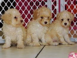 Our website frequently gives you hints for refferencing the highest quality video and picture content, please kindly search and locate more informative video. Toy Poodles For Sale In Mississippi 07 2021