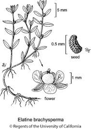 Image result for Elatine