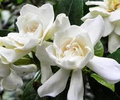 Gardenia flowers need plenty of light to bloom. Gardenias Turning Yellow Here S What S Wrong And How To Fix It Homes To Love