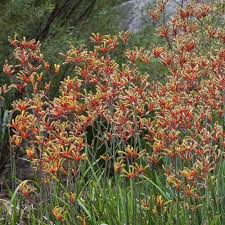 Image result for Anigozanthos