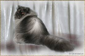 Additionally, look at the color of the cat's fur, since persian cats are usually white, red, cream, or black. Silverdance Persians Breedstandard Of Persians Smoke Shaded Shell