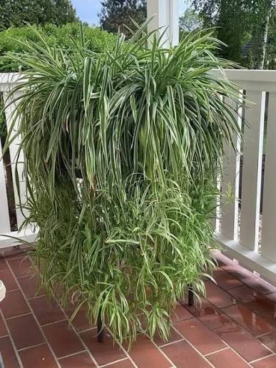 draping spider plant