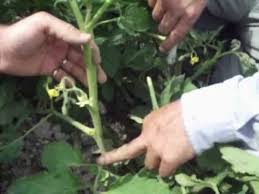 Domates Bakimi Budamasi Sulamasi 2 2 Youtube Tomato Garden Chairs Irrigation