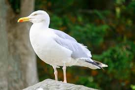 Mewa (@mewa_c) on tiktok | 93.8k likes. Mewa Definition And Synonyms Of Mewa In The Polish Dictionary