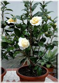 Kamelie Camellia Japonica Brushfield Yellow Gunstig Online Kaufen Mein Schoner Garten Shop Camellia Plant Winter Garden Plants