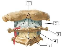 Want to learn more about it? Ligaments Flashcards Quizlet