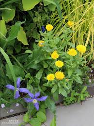 If you find deer nibbling the tender growth of your newly planted flowers or shrubs, be. Deer Resistant Annuals Colorful Choices For Sun And Shade