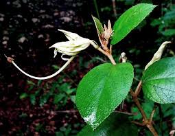 Image result for Helicteres