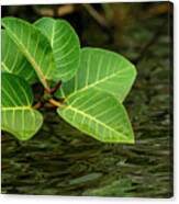 Image result for Terminalia trichopoda