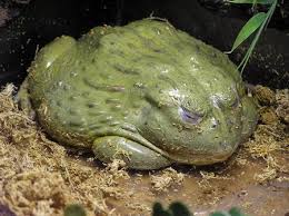 Feb 25, 2011 · lifespan up to 20 years is common, however african bullfrogs may live 45+ years. African Bullfrog Facts You Ll Never Forget