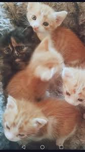Yuva Araniyor Mugla Sokak Kedisi Kedi Sahiplendirme