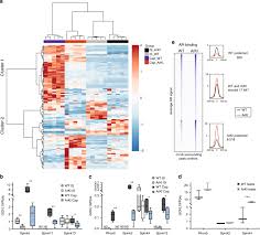 (intransitive) to be missing, absent. Lack Of Androgen Receptor Sumoylation Results In Male Infertility Due To Epididymal Dysfunction Nature Communications