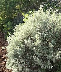Image result for Pteronia glauca