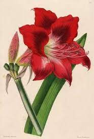 Amaryllis Drawing Amaryllis The Beautiful Pinterest Flower Art Flower Drawing Botanical Drawings