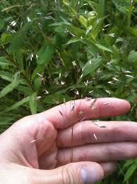 Image result for Avenella flexuosa