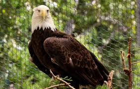 Meet Spirit, the bald eagle who gave Jackie a ‘life-saving’ blood donation